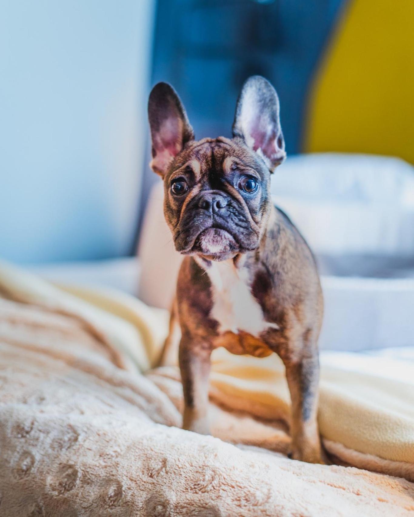 布里斯托尔传统奢华酒店 热舒夫 外观 照片 French Bulldog